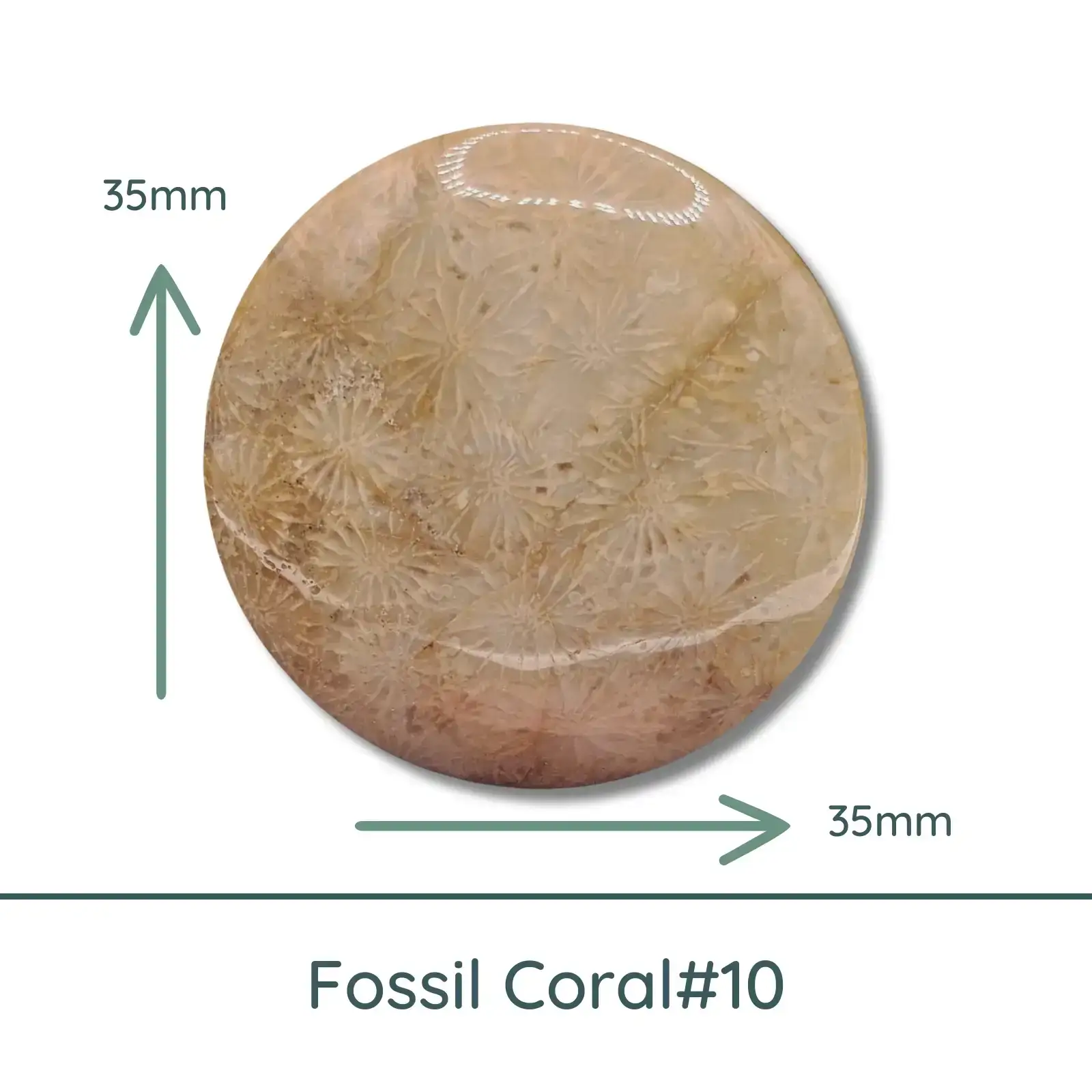 Fossil Coral Round Cabochons, 35mm - Image 11