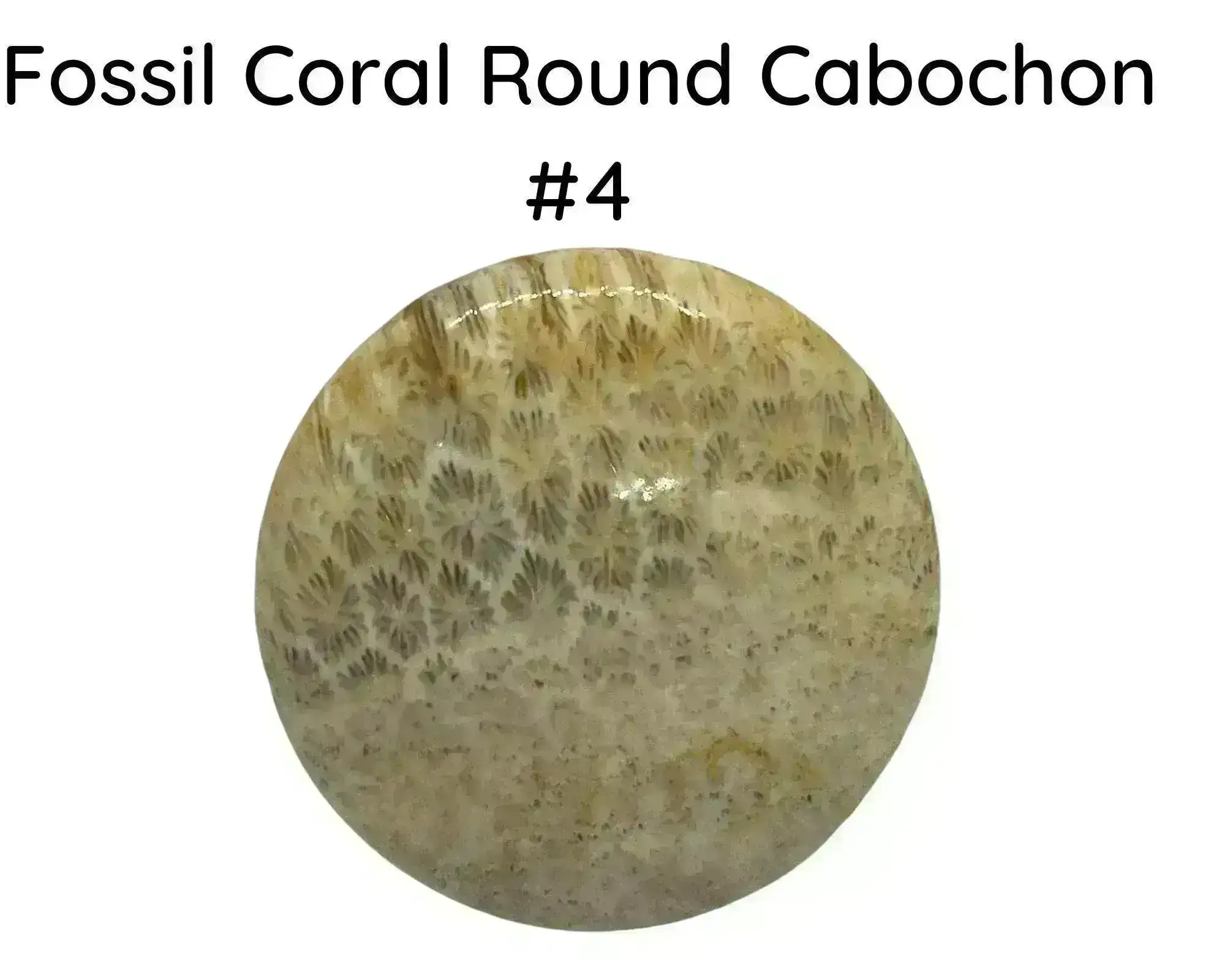 Fossil Coral Round Cabochons, 35mm - Image 4